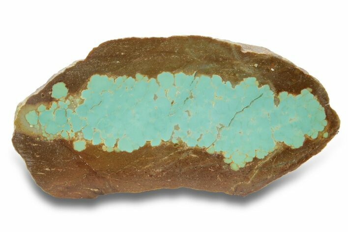 Polished Turquoise Slab - Number Mine, Carlin, NV #248334